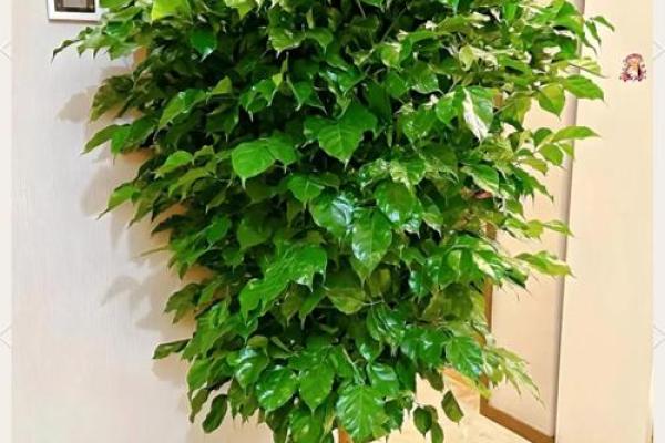 风水金命的人家里适合摆什么提升运势 风水金命的人家里适合摆什么提升运势