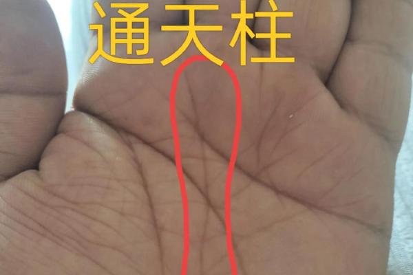 掌纹在线算命