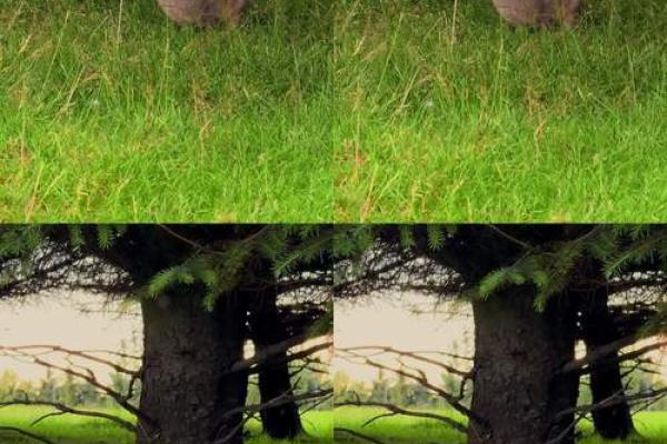 算命兔子在吃草,兔吃草是什么命 算命兔子在吃草,兔吃草是什么命