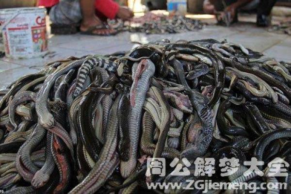 梦见有蛇进屋必出贵人