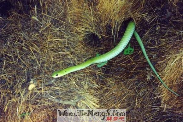 梦见遍地都是蛇 梦见遍地都是蛇