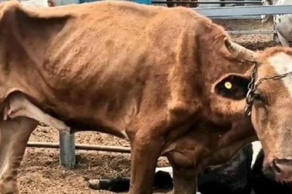 男人梦见母牛下崽是什么预兆 男人梦见母牛下崽是什么预兆