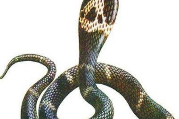 男人梦见被蛇咬了是什么征兆