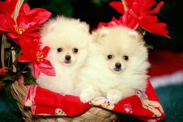 女人梦见好多小狗崽什么预兆 女人梦见好多小狗崽什么预兆