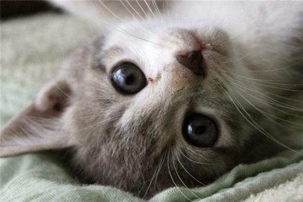 梦见被猫咬是什么意思 周公解梦