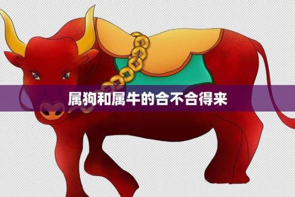 94年属狗和97年属牛八字合吗 94年属狗和97年属牛八字合吗