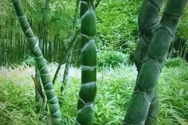 竹竿的风水 竹竿的风水