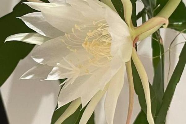 风水讲究,家里面养昙花好不好 风水讲究,家里面养昙花好不好
