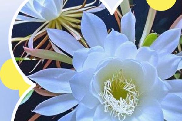 风水讲究,家里面养昙花好不好 风水讲究,家里面养昙花好不好
