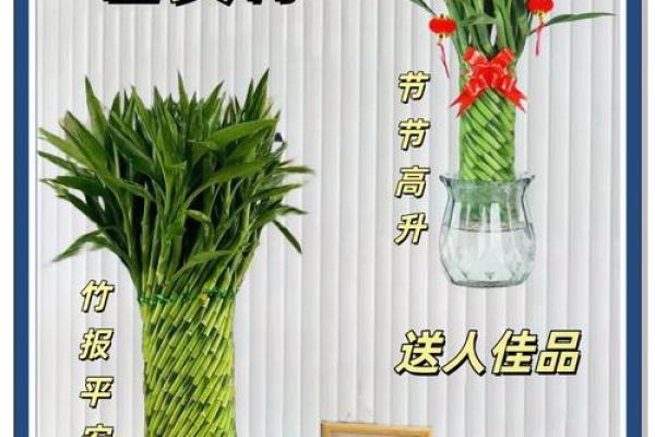 居家:富贵竹摆放在什么方位好 居家:富贵竹摆放在什么方位好
