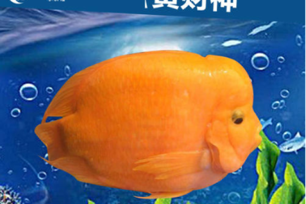 财神鱼有黄色的吗 财神鱼有黄色的吗