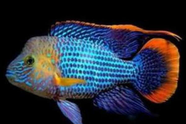 财神鱼有黄色的吗 财神鱼有黄色的吗