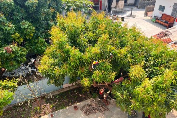 家里种龙眼树影响风水 家里种龙眼树影响风水嘛 家里种龙眼树影响风水 家里种龙眼树影响风水嘛