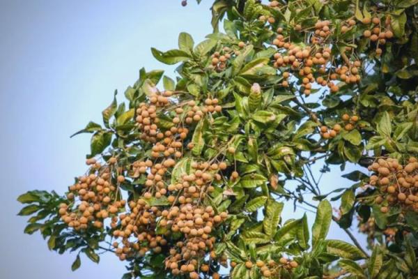 家里种龙眼树影响风水 家里种龙眼树影响风水嘛 家里种龙眼树影响风水 家里种龙眼树影响风水嘛