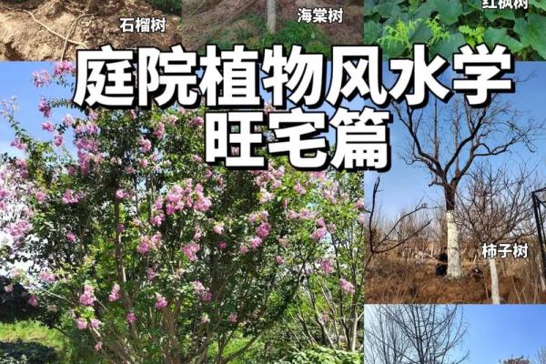 北方庭院十大吉祥之树风水树 北方庭院十大吉祥之树风水树