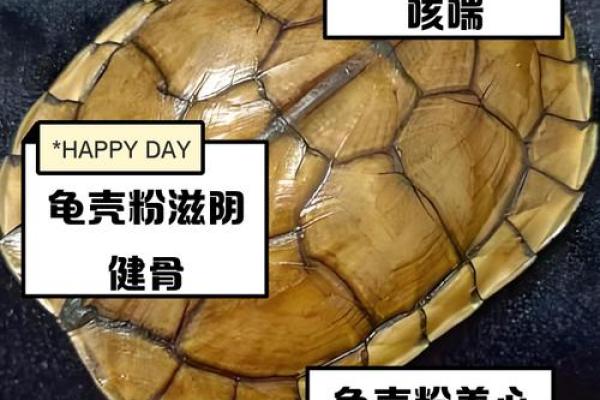 风水乌龟壳的功效与作用 风水乌龟壳的功效与作用