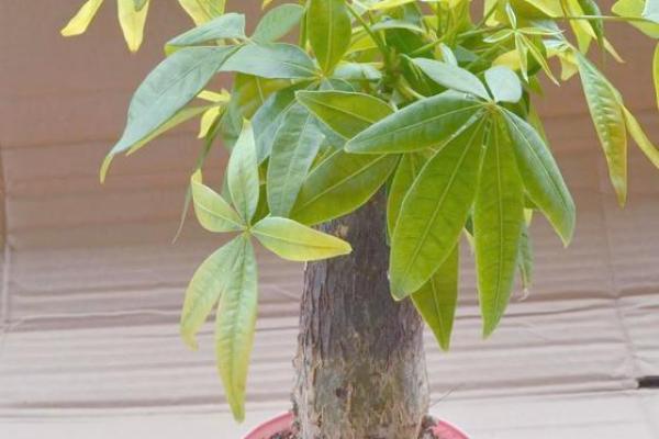 做生意的风水禁忌,想发财必看 做生意的风水禁忌,想发财必看