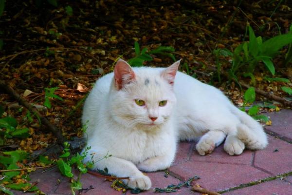 八字眉猫咪 八字眉猫咪