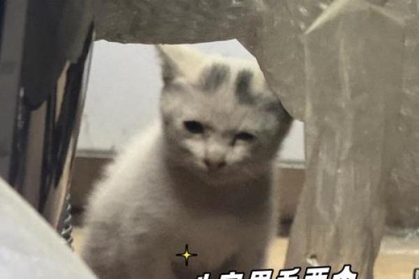 八字眉猫咪 八字眉猫咪