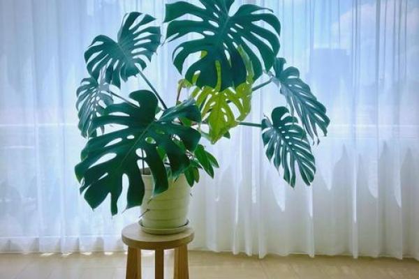 风水一年四季都不死的花都有哪些类型 风水一年四季都不死的花都有哪些类型