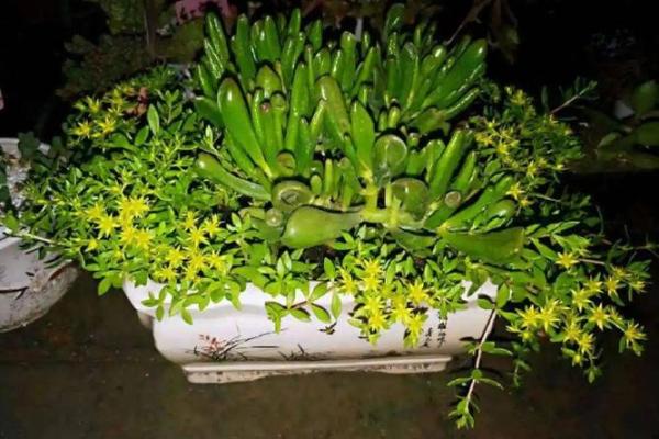 风水一年四季都不死的花都有哪些类型 风水一年四季都不死的花都有哪些类型