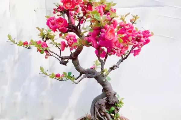 海棠花风水_家里养海棠花好吗