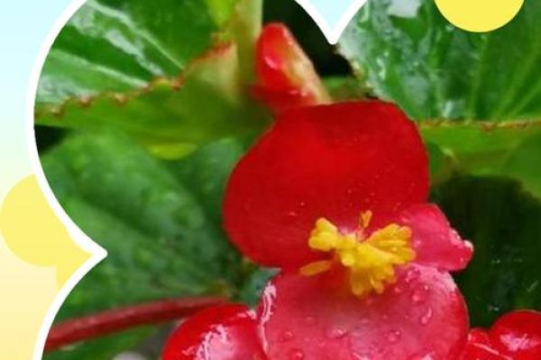 海棠花风水_家里养海棠花好吗