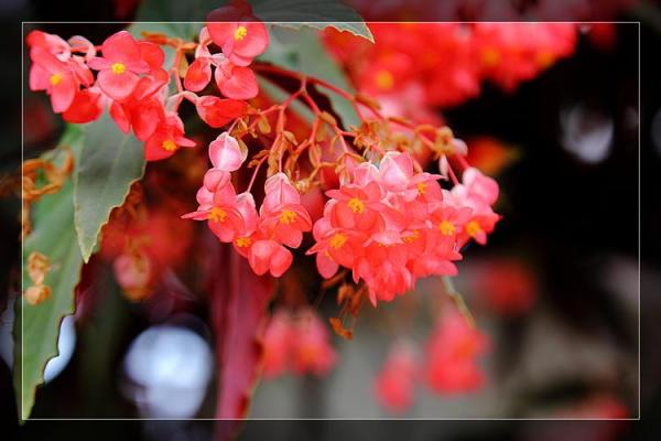 海棠花的风水_龙翅海棠开花寓意