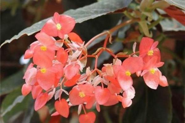 海棠花的风水_龙翅海棠开花寓意