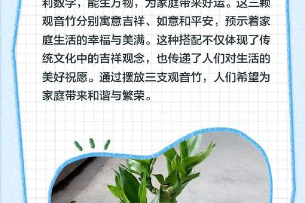 观音竹摆放禁忌是什么 观音竹摆放有哪些禁忌 观音竹摆放禁忌是什么 观音竹摆放有哪些禁忌