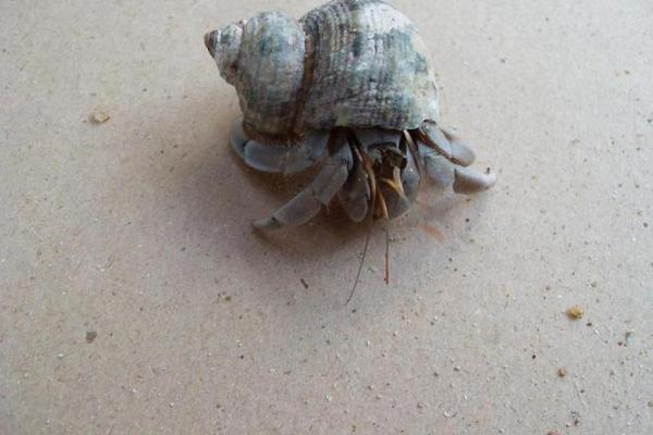 寄居蟹风水 寄居蟹风水