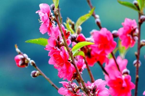 紫薇斗数流年桃花