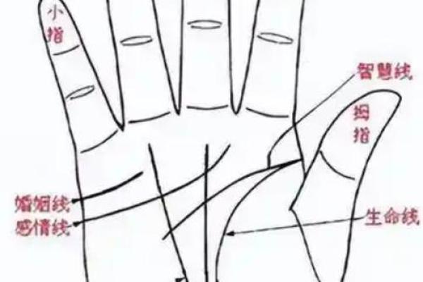 手型算命：兼型手人的性格与命运