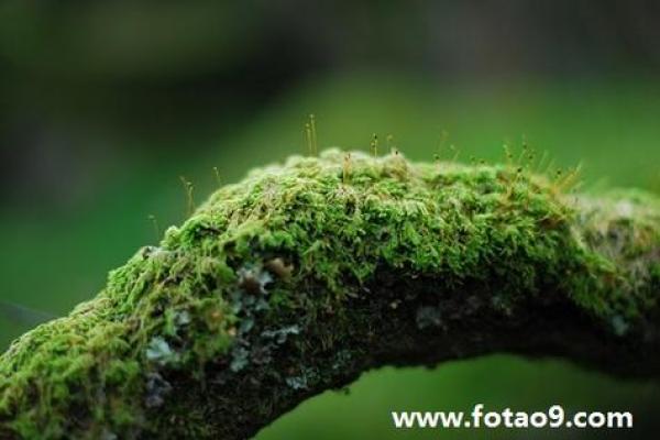 梦见去越南算命了