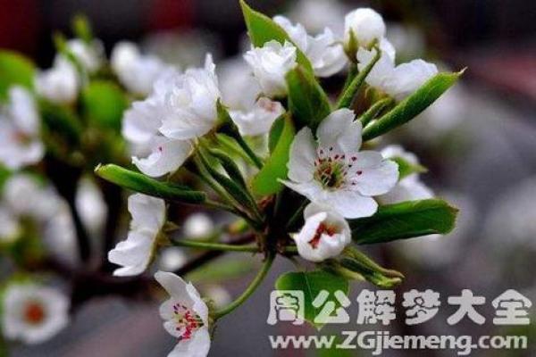 算命说我先结果后开花