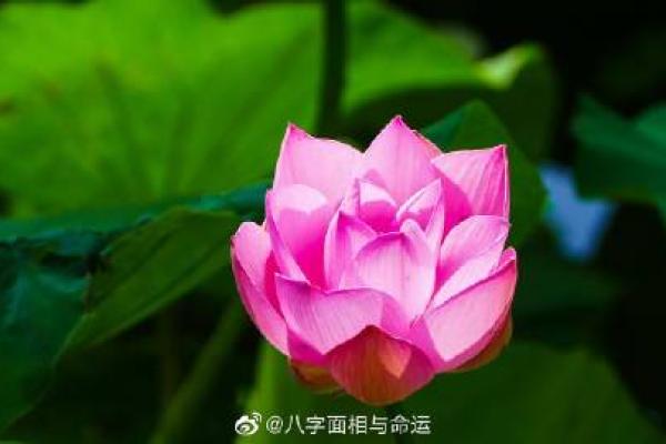 算命说我先结果后开花