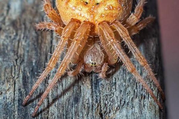 梦见好多尸骨佛滔算命 梦见好多尸骨佛滔算命