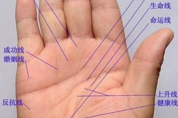 看手相算命图解：掌线