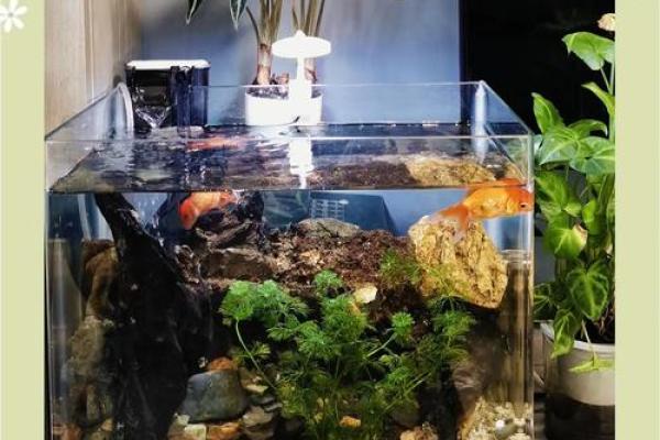 书房里摆放鱼缸养鱼这样风水会好吗 书房里摆放鱼缸养鱼这样风水会好吗